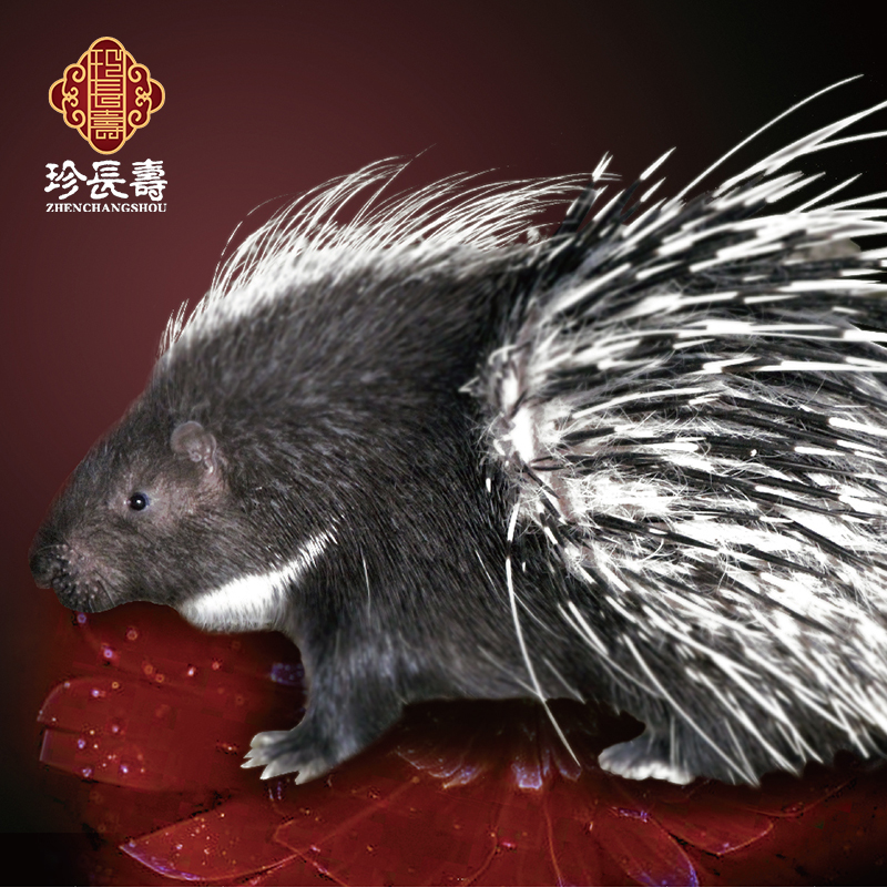 【有機認證】周身是寶，不是豬的“豬”（長生淀基地年產量1萬頭）